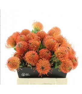 Nutans Co Sunrise 40 cm