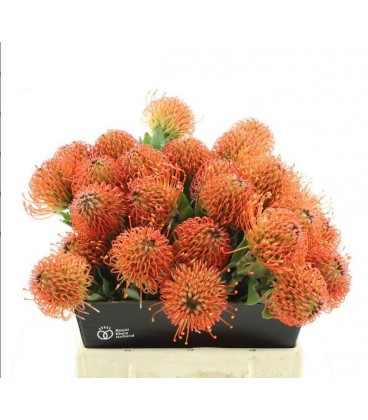 Nutans Co Sunrise 40 cm