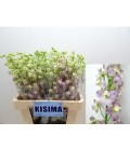 Delphinium pink sensation 100 cm