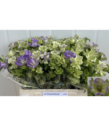 Campanule Ever Blue 60 cm