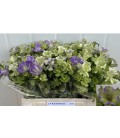 Campanule Ever Blue 70 cm