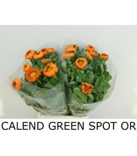 Soucis Green spot orange 50 cm
