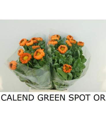 Soucis Green spot 50 cm