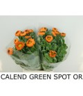 Soucis Green spot orange 50 cm
