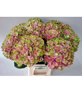 Hortensia M Mag Amethyst 65 cm peti