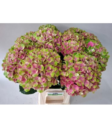 Hortensia M Mag Amethyst 65 cm peti