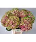 Hortensia M Mag Amethyst 65 cm peti