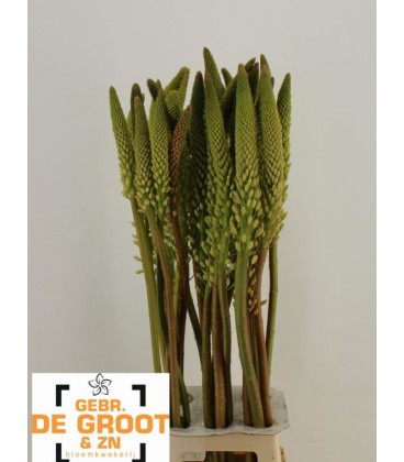 Eremurus Himalaicus 90 cm