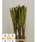 Eremurus Himalaicus 90 cm