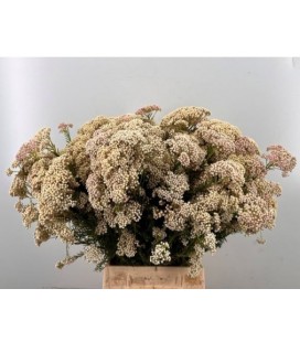 Ozothamus ov 65 cm