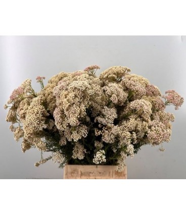 Ozothamus ov 65 cm