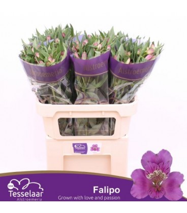 Alstromeria Falipo