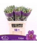 Alstromeria Falipo