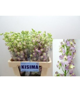 Delphinium simlple Trick pink 60 cm