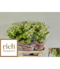 Campanule Ever Lavend 85 cm