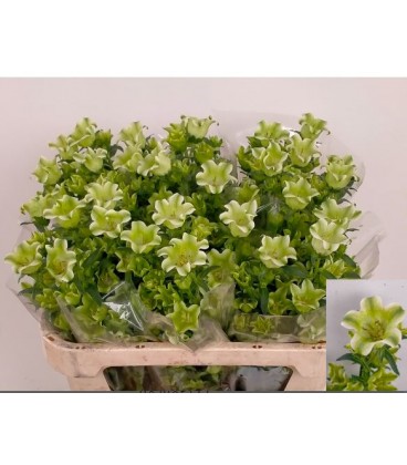 Campanule Ever S White 75 cm
