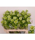 Campanule Ever S White 75 cm