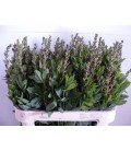 Baptisia australis 80 cm