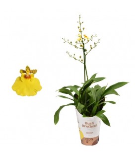 Oncidium pot de 12 H 55