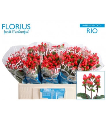 Hypericum Coco Rio 50 cm