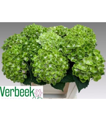 Hortensia Mag green cloud 50 cm