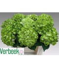 Hortensia Mag green cloud 50 cm