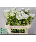 Campanule Mont blanc 70 cm