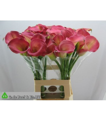 Calla ov 70 cm