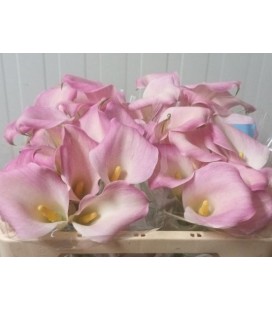 Calla Captaine Marrero 50 cm