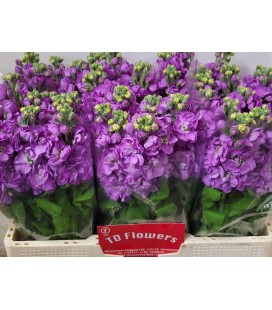Giroflée Mathilda Lavender 55 cm