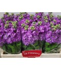 Giroflée Mathilda Lavender 55 cm