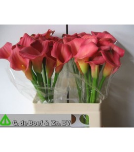 Calla ov  60 cm 