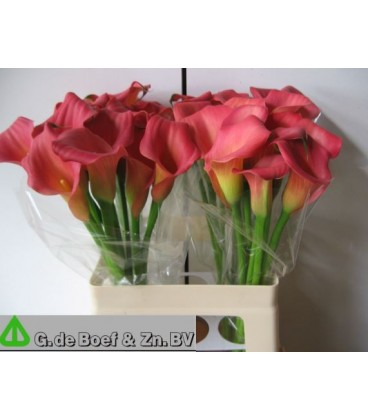 Calla ov  60 cm 