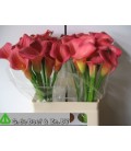 Calla ov  60 cm 
