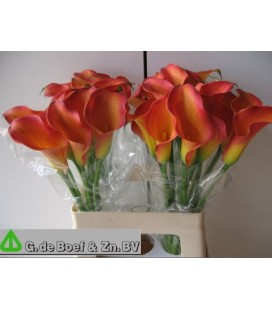 Calla Morning Sun 60 cm