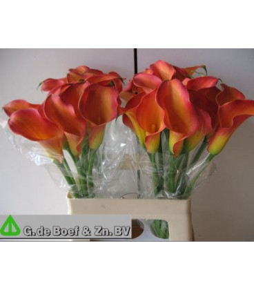 Calla Morning Sun 60 cm