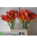 Calla Morning Sun 60 cm