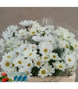 Cosmos Bipinnatus 50 cm 