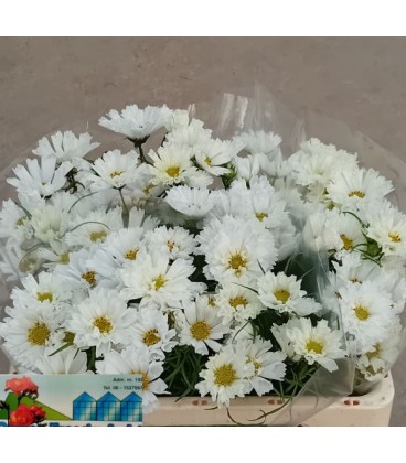 Cosmos Bipunnatus 65 cm