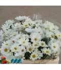 Cosmos Bipinnatus 50 cm 