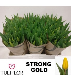 Tulipe Strong gold 