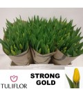Tulipe Sttrong gold 