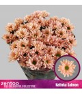 Chrysantheme Katinka salmon 