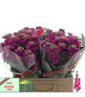 Giroflée iron Deep pink 60 cm