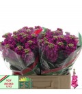 Giroflée iron Deep pink 60 cm