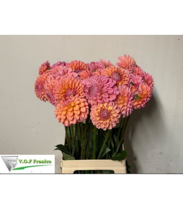 Dahlia Lindas baby 50 cm