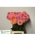 Dahlia Lindas baby 50 cm