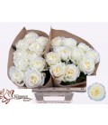 Rose Chic White 50 cm