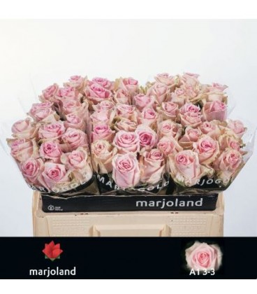 Rose Sweet Dolomiti 50 cm