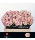 Rose Sweet Dolomiti 50 cm